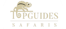 Top Guides